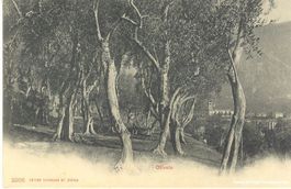 Oliveto + ca. 1905