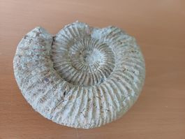 Fossil , ca. 100 mio. Jahre alt, Rarität!