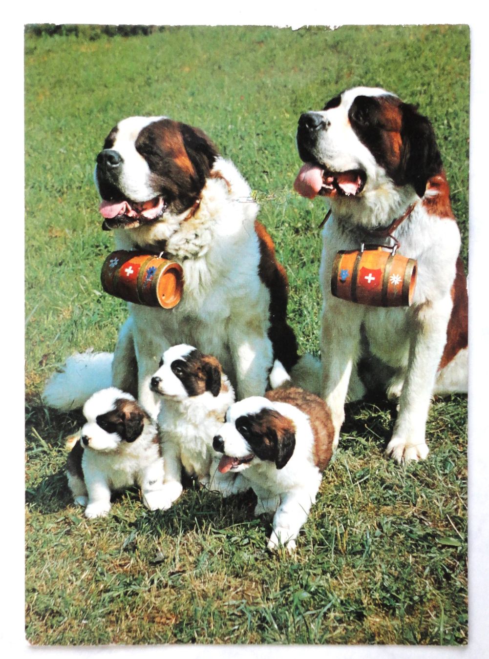 Cartoline postali: Bernardinerhunde - Chiens de St.Bernard – Difettoso da Fétigny venduto da Billy2miny