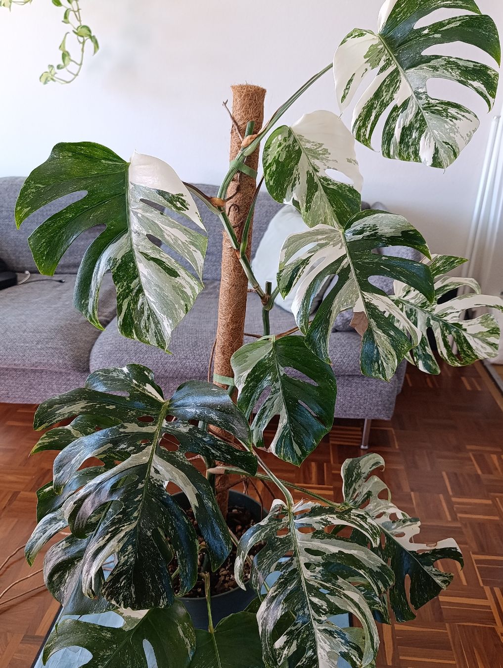 Piante & sementi: Grosse Monstera Deliciosa Variegata – Usato da Baar venduto da L.isa28 1