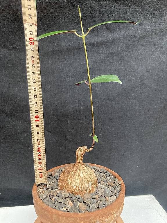 Piante & sementi: Caudex Petopentia natalensis – Usato da Liestal venduto da PrebenZwei 2