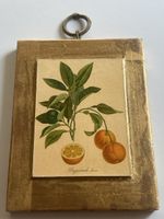 Bild Orange Bigarrade douce gerahmt alt 50er(I30)