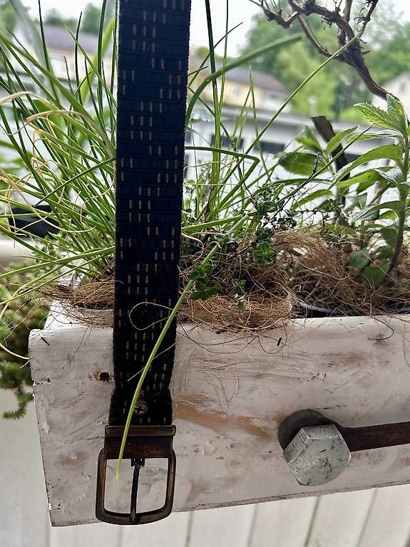 Pots de fleurs: Kräuterkistli – D'occasion à Frauenfeld par Irene.Schuppli 1