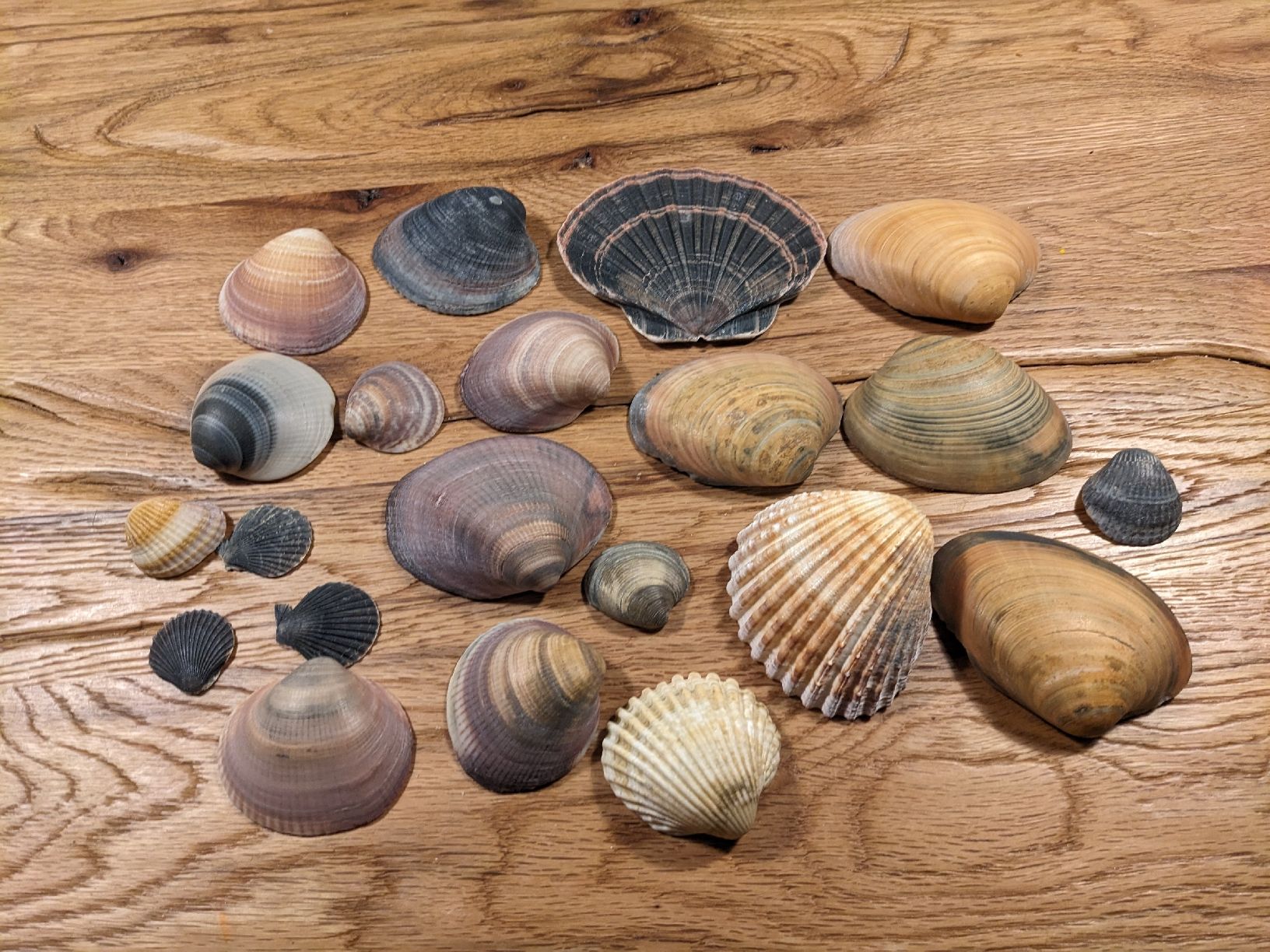Tutte le decorazioni: Wunderschöne Muscheln, Deko oder Basteln – Usato da Basel venduto da labaffe01 7