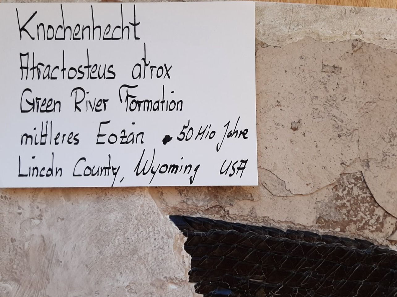 Fossili: Fossiler Fisch, Knochenhecht – Usato da Rickenbach BL venduto da Oktober68 6