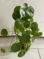 Pilea Pflanze (Ufopflanze, Chinesischer Münzenpflanze)