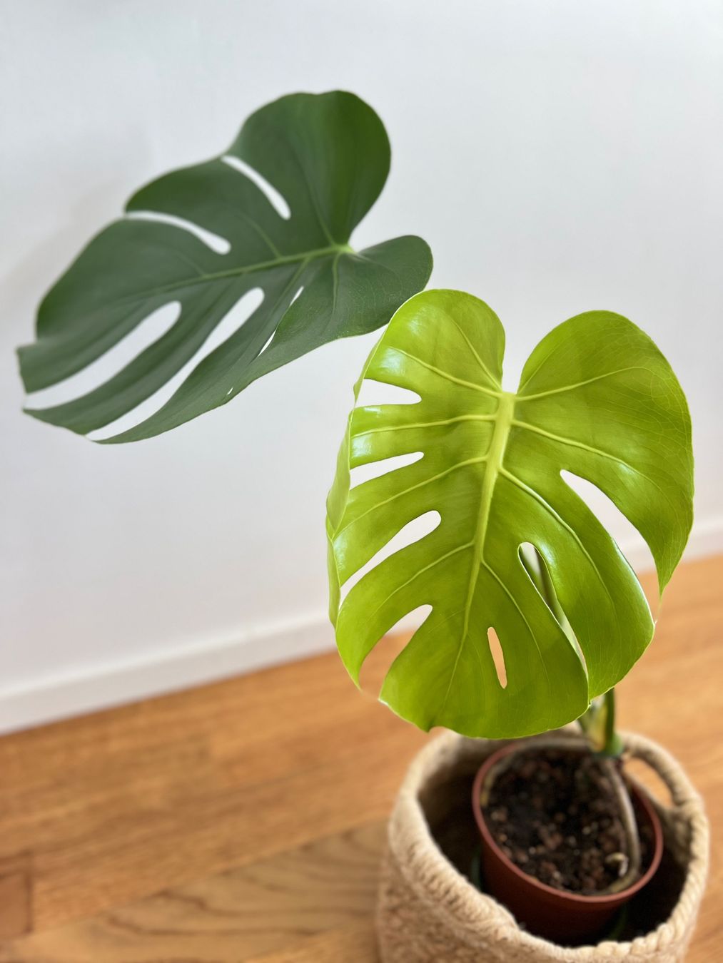 Pflanzen & Samen: Monstera Deliciosa – Gebraucht aus Glattpark(Opfikon) von ste_n99y 7