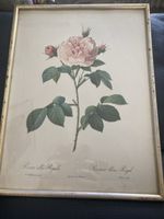 Antike Lithographie "Rosa alba Regalis"