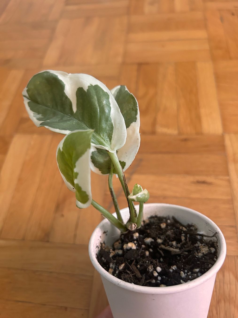 Pflanzen & Samen: Pothos N'Joy – Gebraucht aus Zürich von -Pflaenzlilade 1