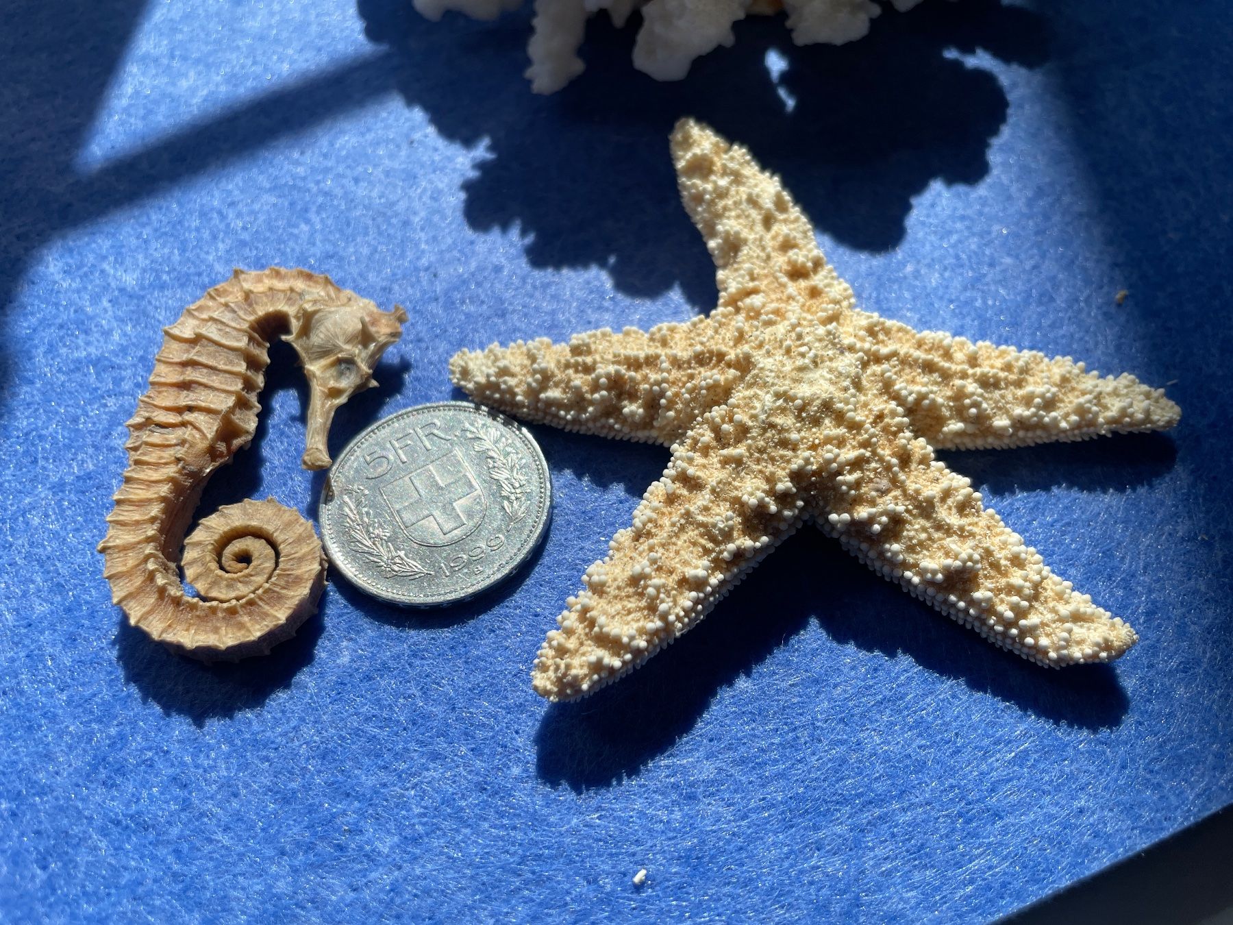 Fossili: Seepferdchen, Seestern & Koralle weiss – Usato da Winkel venduto da cma_df88 2
