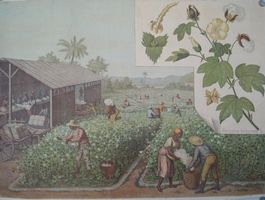 Antikes Schulwandbild: Baumwolle (Gossypium herbaceum)