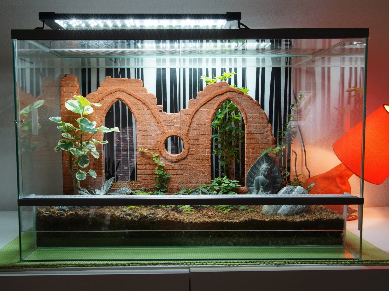 Terrarium: Terrarium – Gebraucht aus Wil SG von froschbiss 4