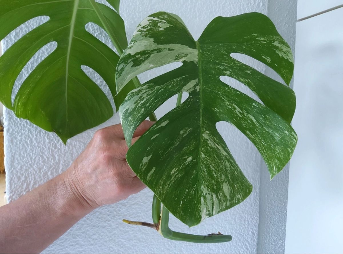 philodendron white king Gorgeous Philodendron Houseplants for Sale main image 0