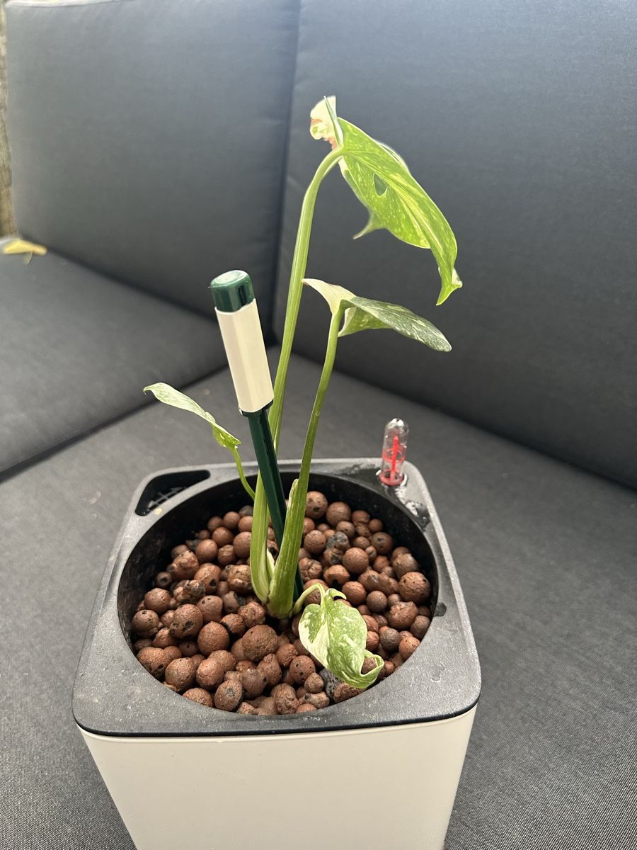 Monstera Thai Constellation, inkl. Topf, Hydrokultur (Gebraucht) in  Ueberstorf fr CHF 89  nur Abholung auf Ricardo kaufen
