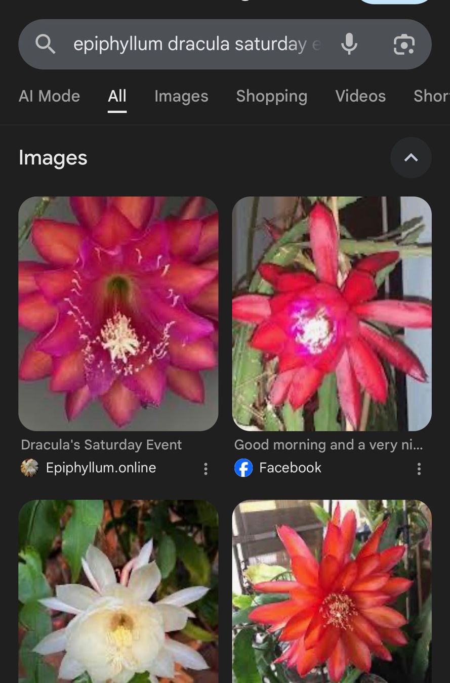 Piante & sementi: Dracula's Saturday Epiphyllum epicactus – Usato da Stallikon venduto da k2d_lcg9