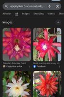 Dracula's Saturday Epiphyllum epicactus