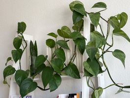 Pothos, sehr gesund 4m lang