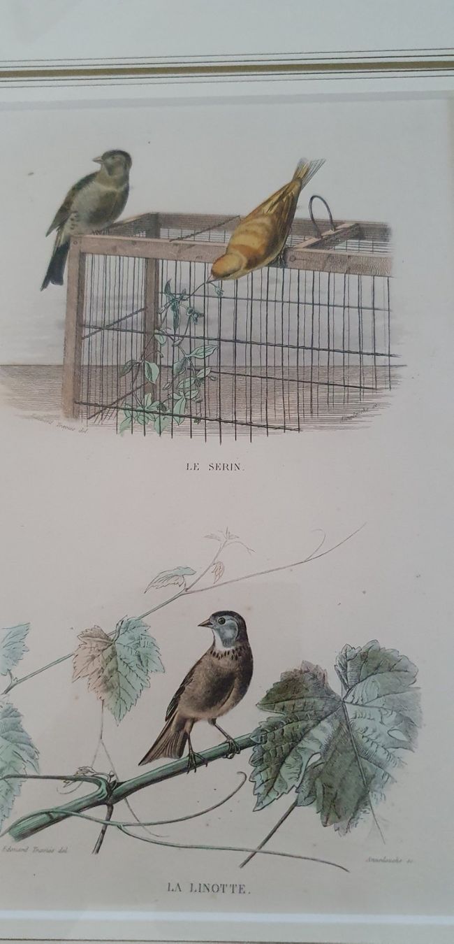 Gravures: Bild -  Vögeln - Girlitz - Stahlstich – D'occasion à Kreuzlingen par Rschweiz1 4