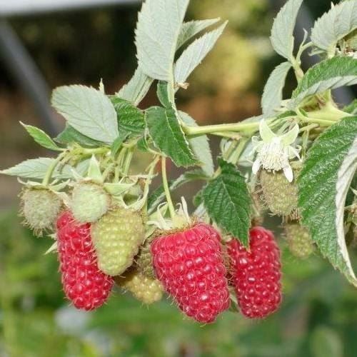 Piante & sementi: Framboisier sans épine 'RED ANGEL' 20cm – Nuovo (secondo la descrizione) da Bremblens venduto da FIBONACCI369 1