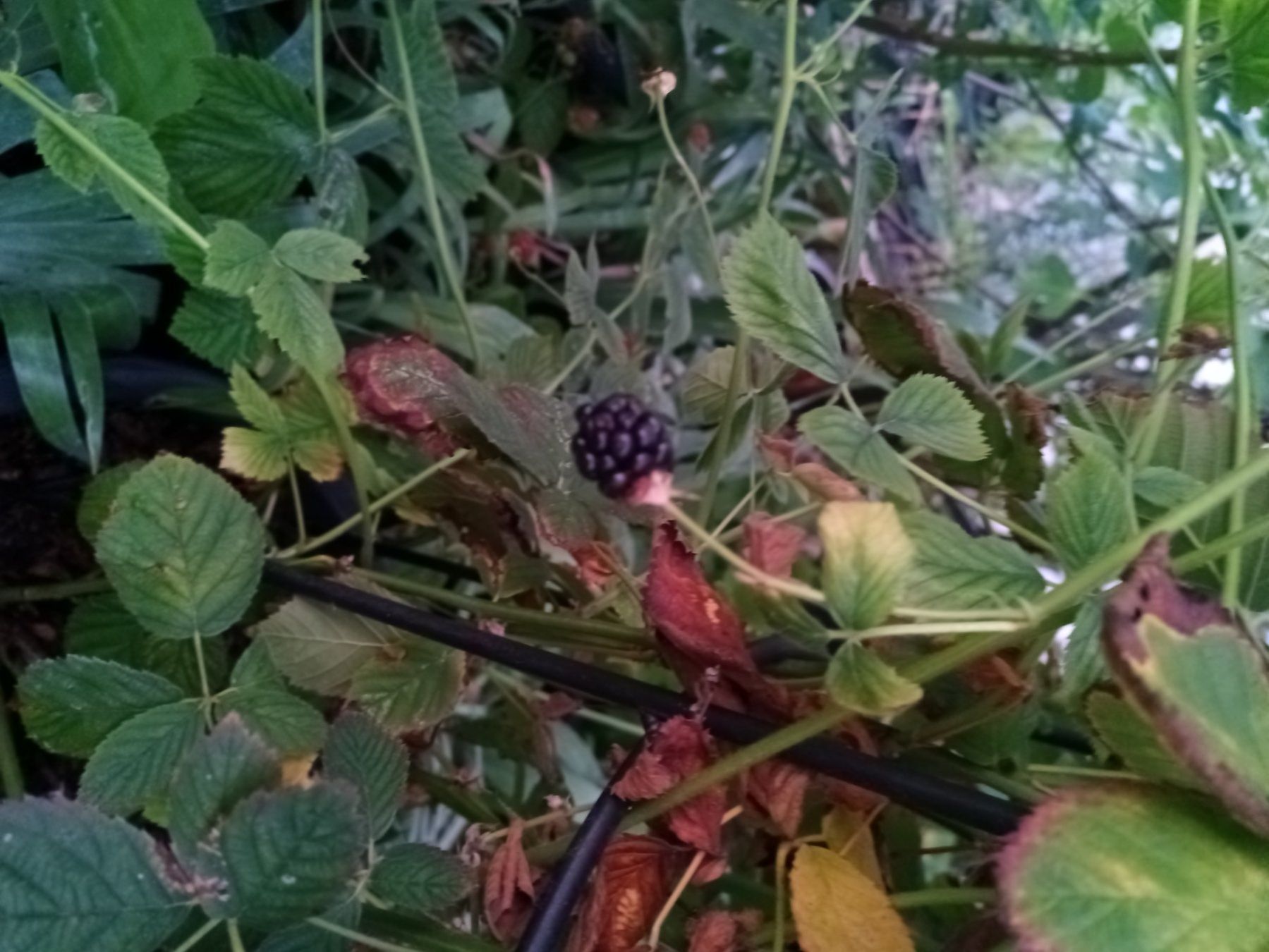 Plantes & graines: Stachellose Brombeere – D'occasion à Zug par SirGoldFish 1