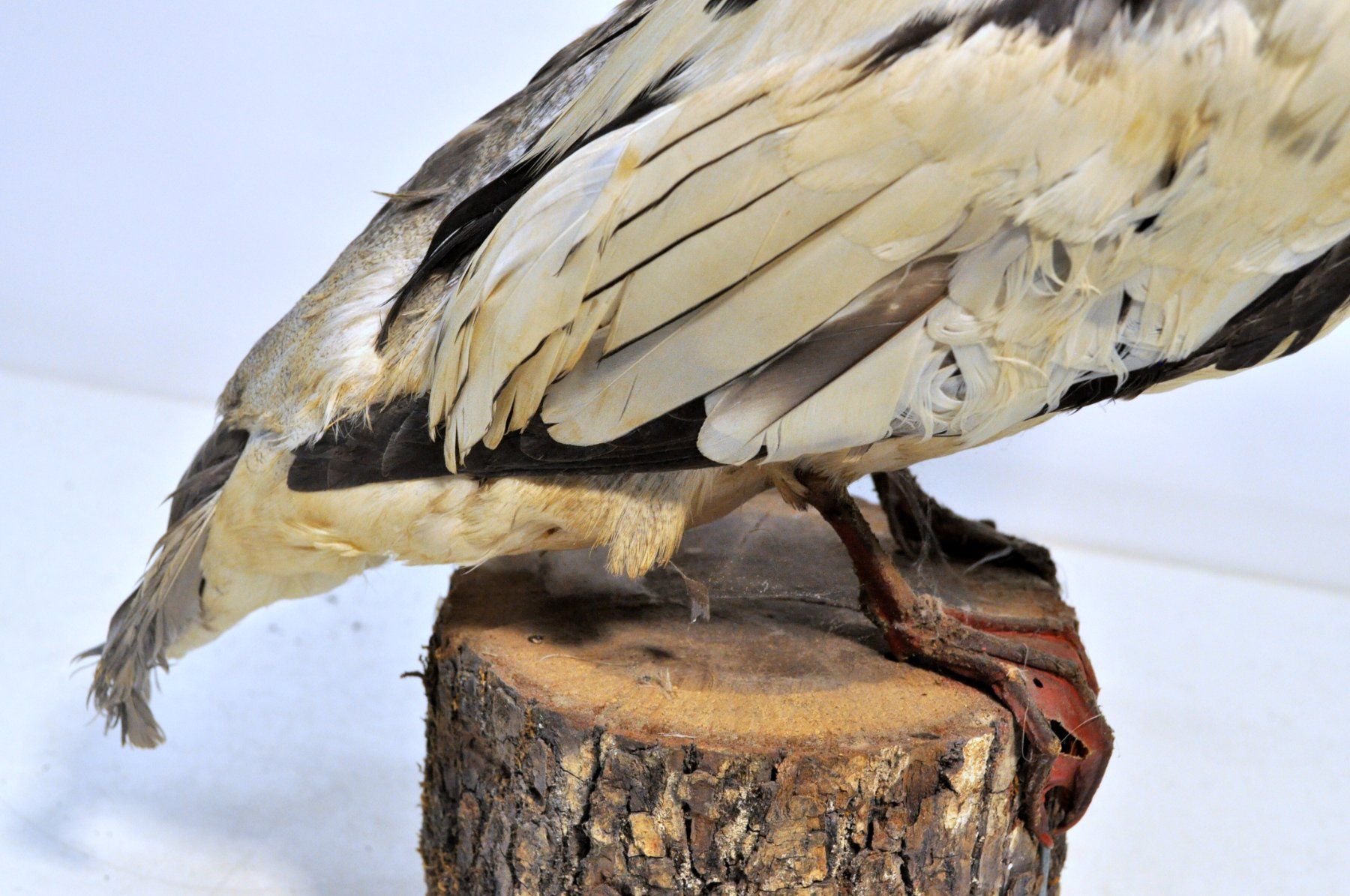 Monde des animaux: Harle naturalisé – D'occasion à Neuchâtel par Neuchatel 7