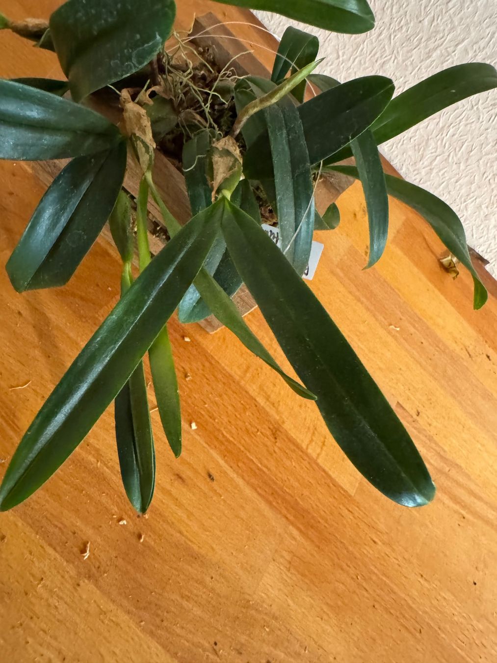 Plantes & graines: Bulbophyllum falcatum – D'occasion à Männedorf par mrclst 1