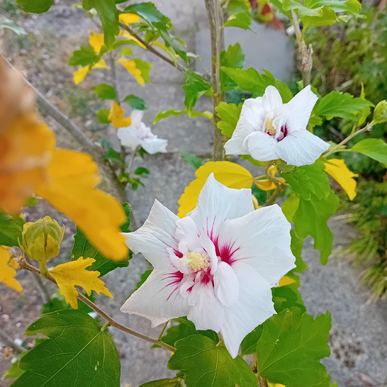 Piante & sementi: Hibiskus-Staude, ca. 1.70 hoch – Usato da Witterswil venduto da hele04 2