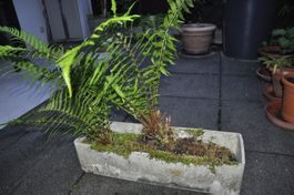 Balkonkistli mit 2 Farn Pflanzen