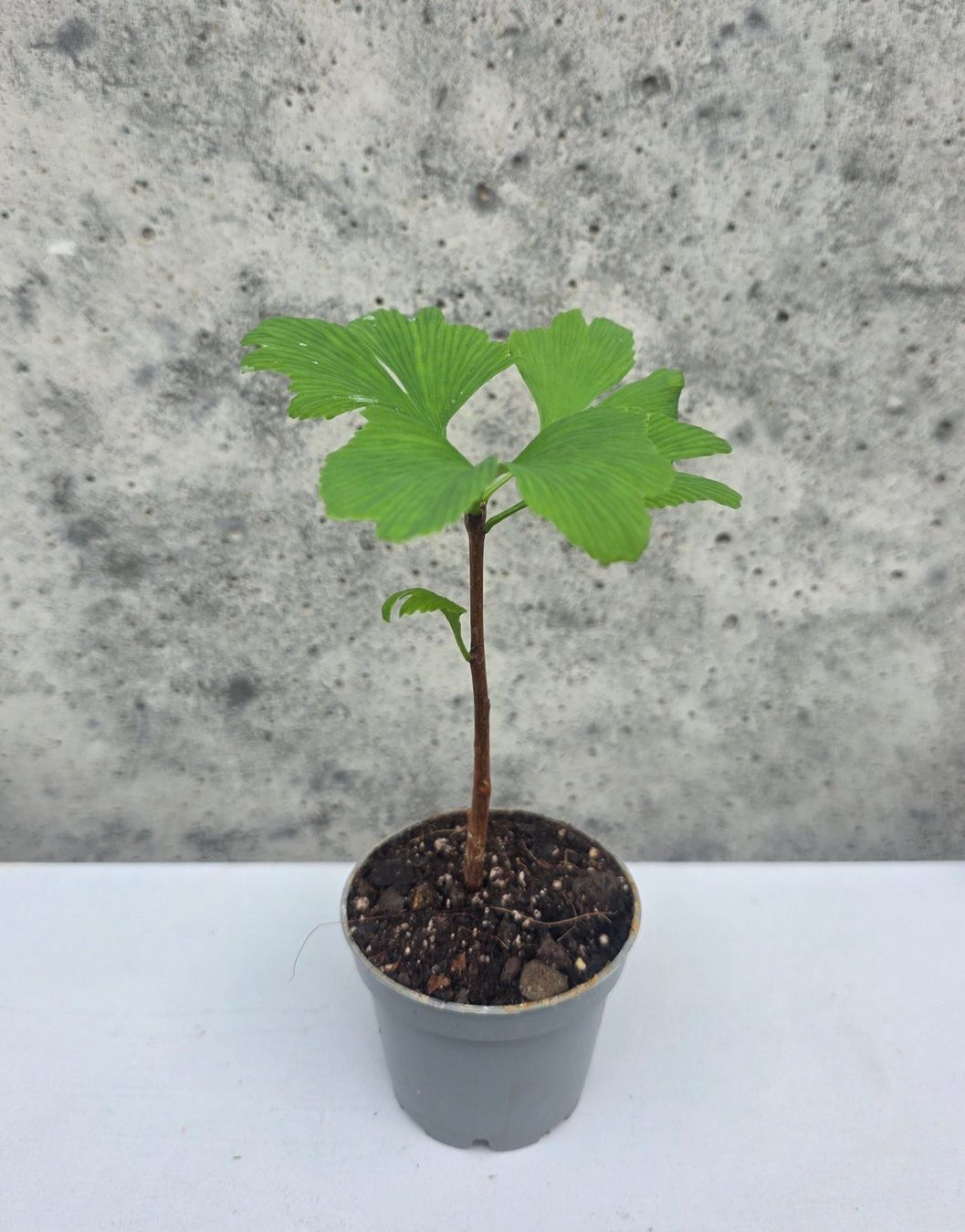 Pflanzen & Samen: Ginkgo Bäumchen – Neu (gemäss Beschreibung) aus St.Erhard von Plumilandschweiz