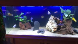 Eheim 240L Aquarium mit Fischen und Zubehör