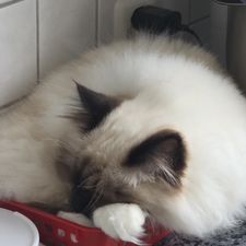 Profile image of ada_fym5