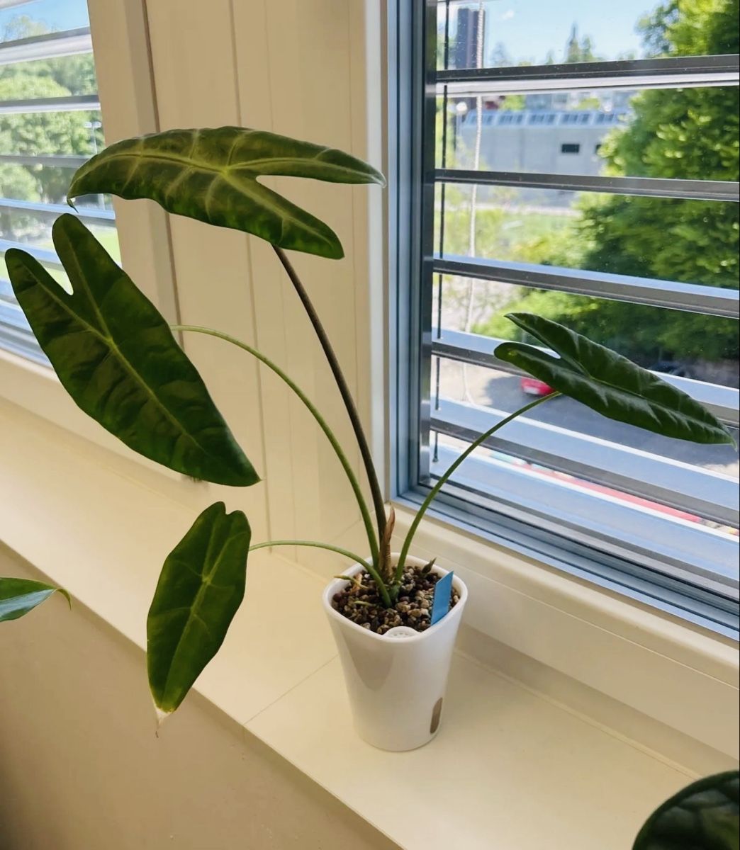 Plantes & graines: Alocasia Longiloba Rhizom – Neuf (Voir description) à Scherzingen par Elefantenohr.ch 1