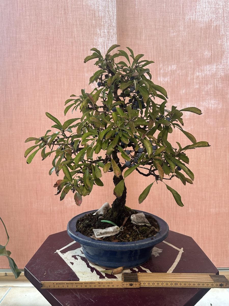 Schlehe / Schwarzdorn Bonsai (Gebraucht) in Suhr fr CHF 250  nur Abholung  auf Ricardo kaufen