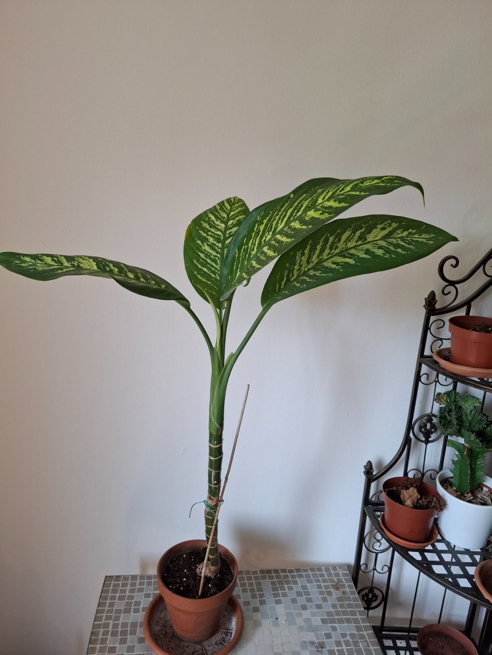 Piante & sementi: Pflanze Dieffenbachia – Usato da Zürich venduto da esap 2