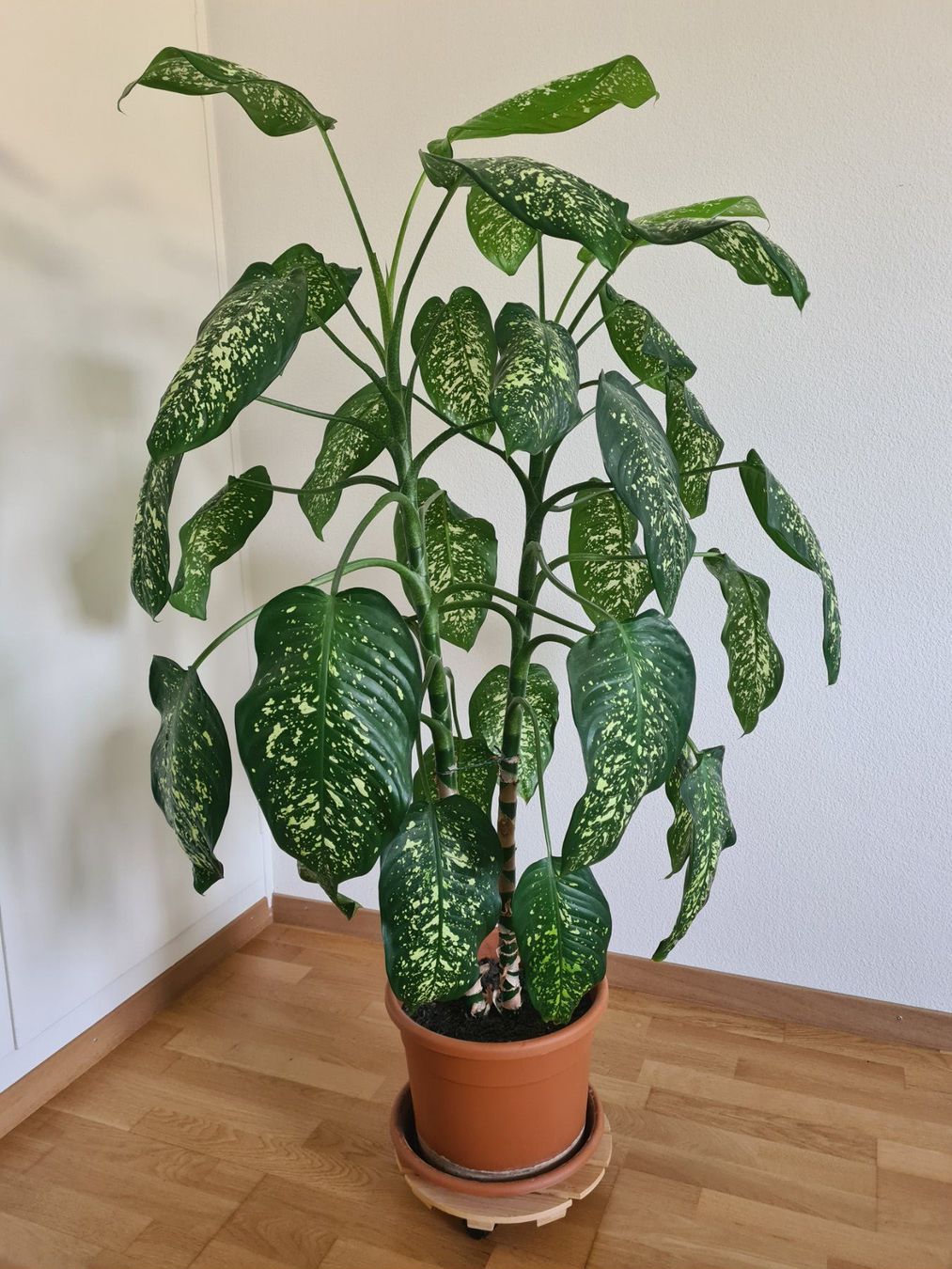 Piante & sementi: Dieffenbachia – Usato da Zürich venduto da Floslilac