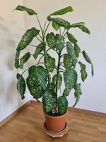 Dieffenbachia