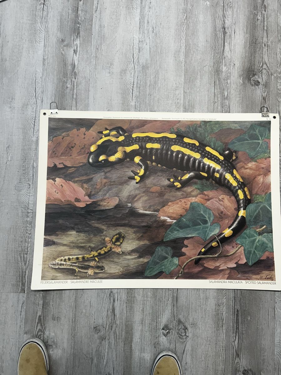 Foto & Immagini: Schulwandbild Feuersalamander Vintage – Usato da Rüdlingen venduto da Charlesboeni