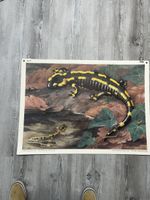 Schulwandbild Feuersalamander Vintage