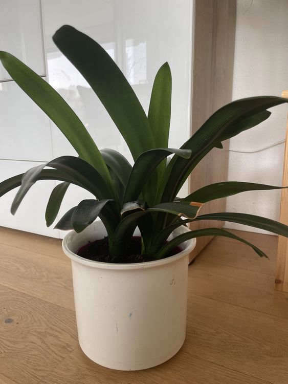 Clivia Klivie mit Orangen Blüten 2 Pflanzen Zimmerpflanze Kaufen auf