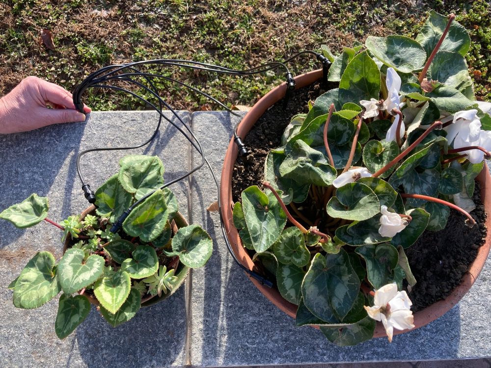 100 Stück Bewässerungstropfer Set - Druckausgleichend 2L/H 4L/H 8L/H Für Gartenbewässerung