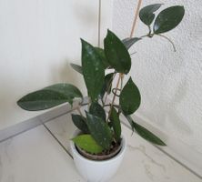 Echte Pflanze (2)