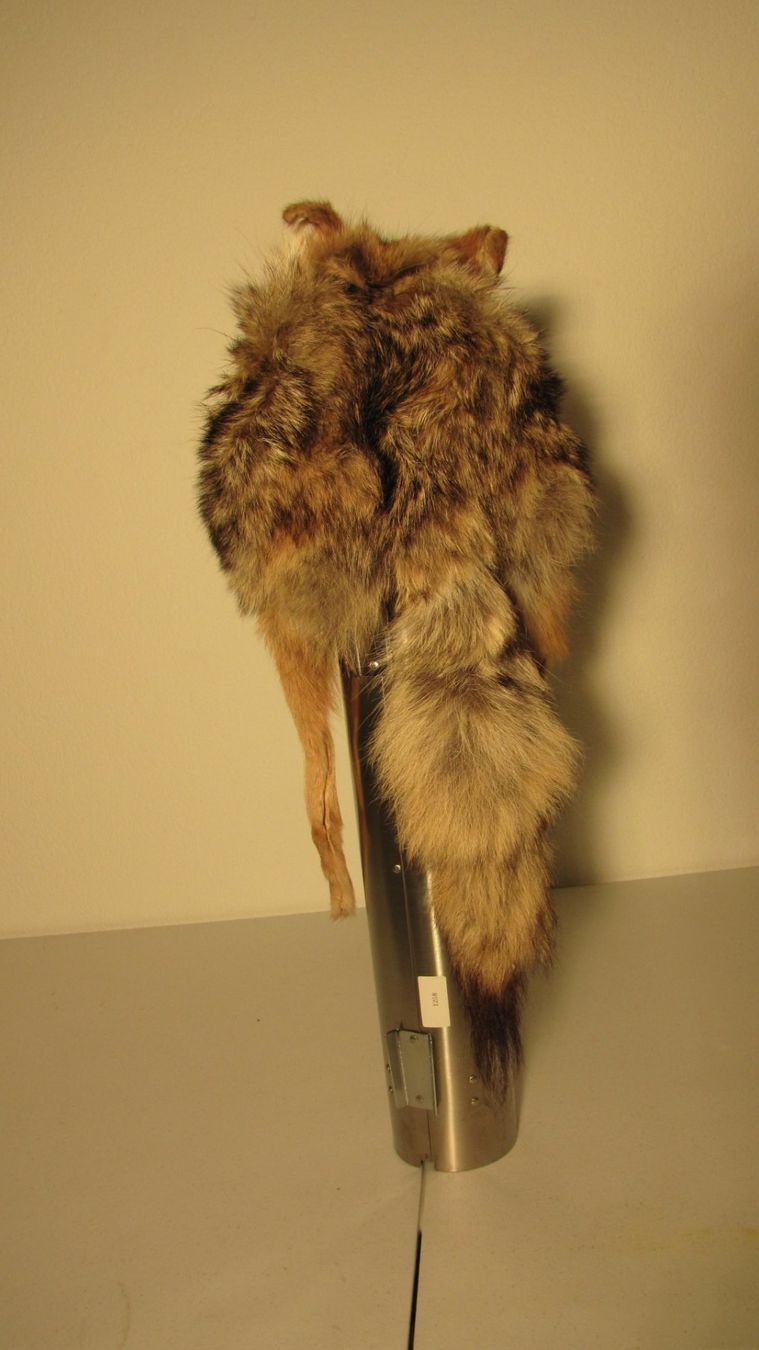 Copricapi, berretti & cappellini: Trapper Coyote Cap – Usato da Silvaplana venduto da burton016 3