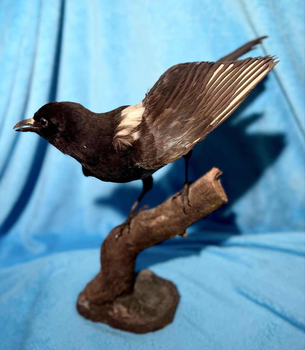 Il mondo degli animali: ELSTER Vogelpräparat – Usato da Bern venduto da felberunderground 1
