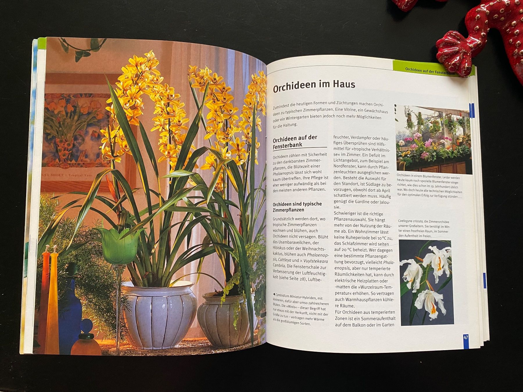 Bücher: ORCHIDEEN / Jörn Pinske – Gebraucht aus Nussbaumen AG von schuba2000 2