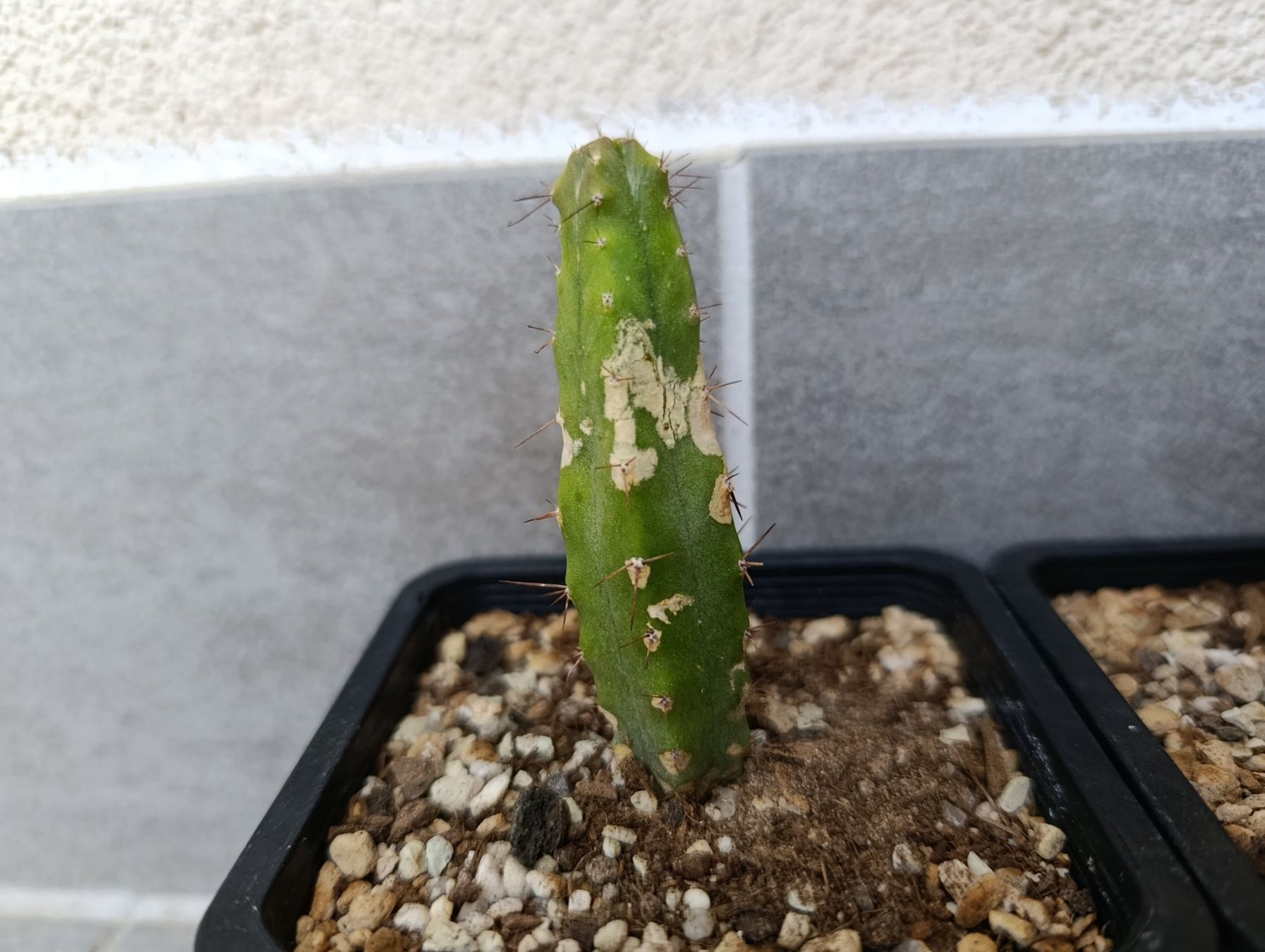 Plantes & graines: 3 junge Kakteen – D'occasion à Chiasso par Kaktus9 3