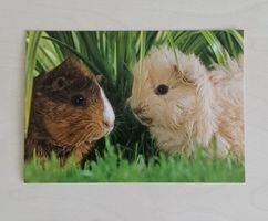Postkarte / Tiermotiv