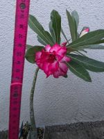 Adenium crispum Hybride / Sai Gon 180 /Wüstenrose Sämling