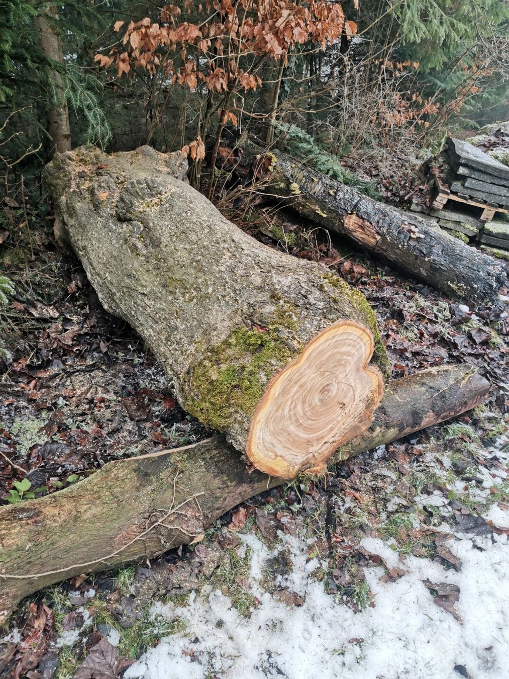 Articoli in legno: Schöner Kirschenbaumstamm Schweizerholz – Usato da Schenkon venduto da Steyr30 3