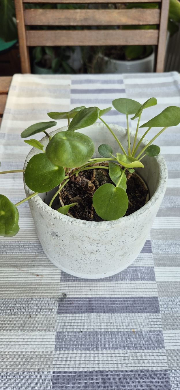 Piante & sementi: Pianta Pilea con vaso. – Usato da Oberengstringen venduto da jessica2023 1