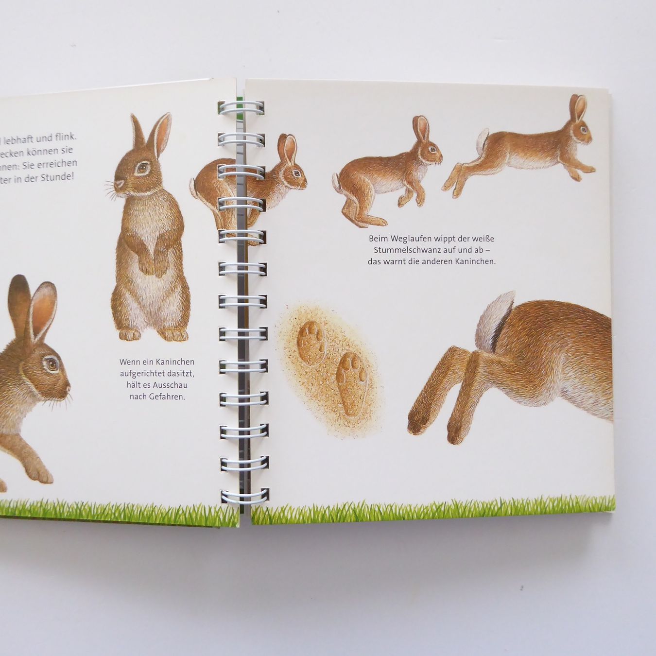 Libri: Das Kaninchen - Meyer Kinderbibliothek – Usato da Basel venduto da Kunterbunt12 4